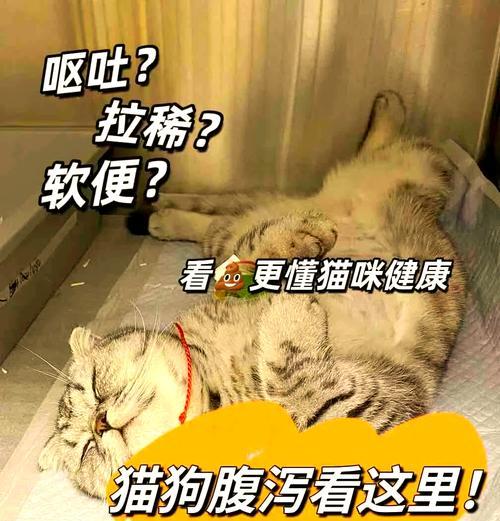 猫咪拉稀的科学应对方法与注意事项 猫咪拉稀的科学应对方法与注意事项