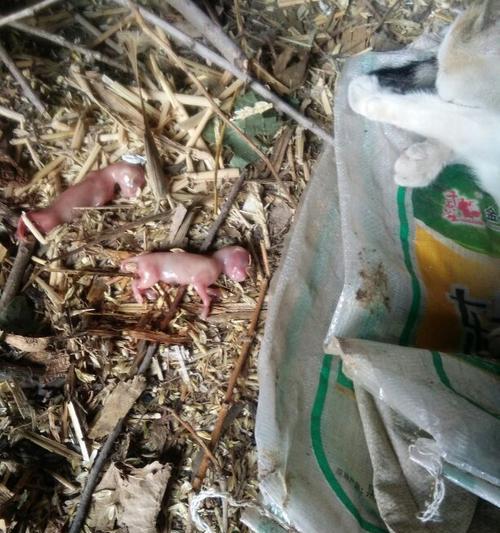 猫死后尸体变硬的生物学过程解析