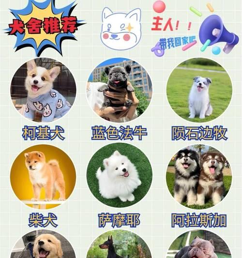 贵宾犬价格影响因素与选购建议 贵宾犬价格影响因素与选购建议