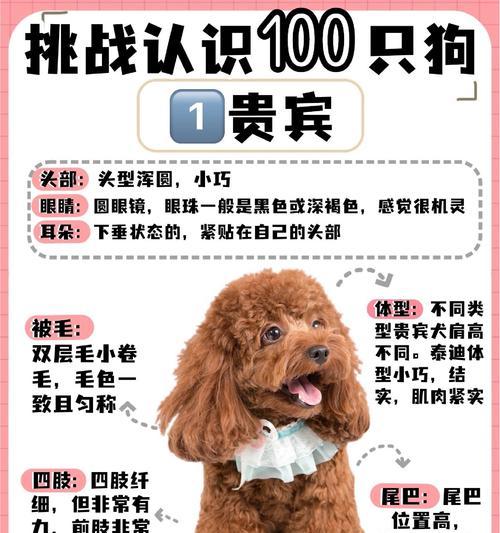 贵宾犬价格影响因素与选购建议 贵宾犬价格影响因素与选购建议