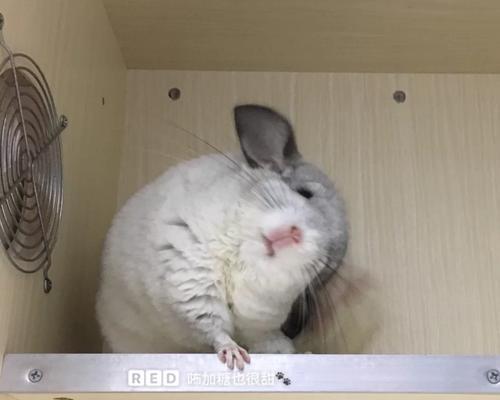 龙猫产后洗澡护理要点与注意事项