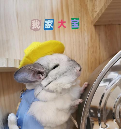 龙猫产后洗澡护理要点与注意事项