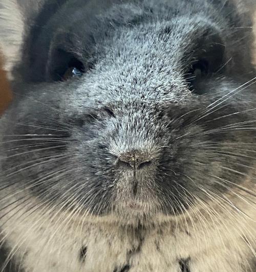 龙猫产后洗澡护理要点与注意事项