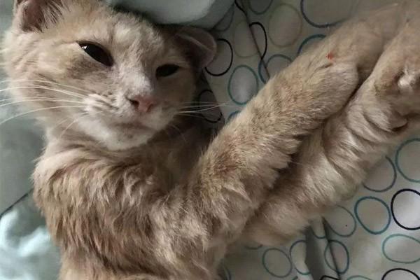 犬猫腰扭伤症状及治疗方案解析