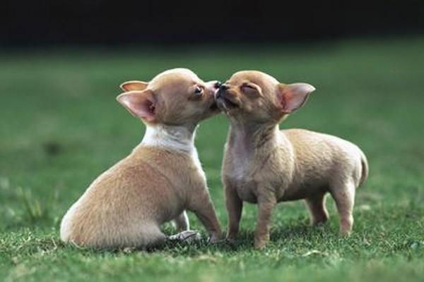 犬猫腱断裂原因、症状及治疗指南