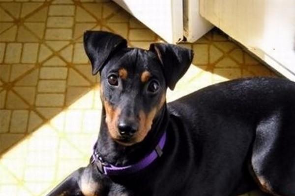 犬猫肥大性骨营养不良的治疗与症状解析