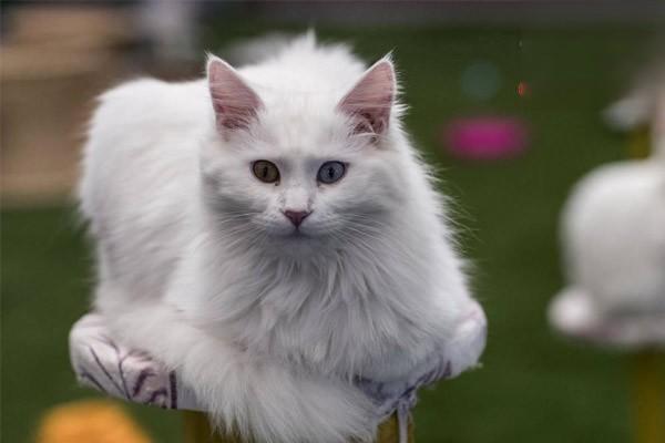 犬猫多发性嗜酸细胞性骨炎症状与治疗方案解析