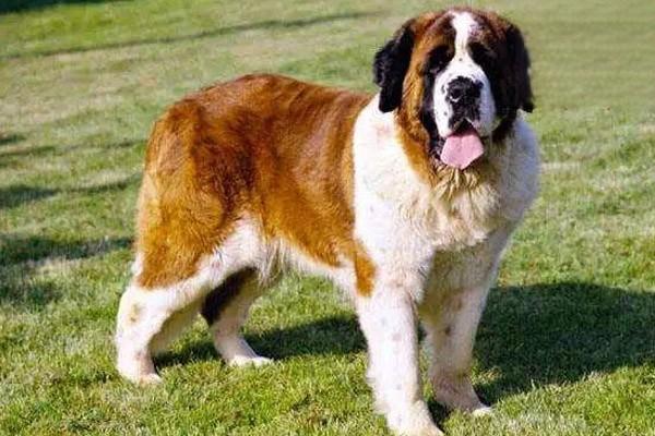 犬猫多发性嗜酸细胞性骨炎症状与治疗方案解析