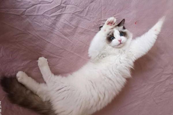 犬猫黏液囊炎症状及治疗建议