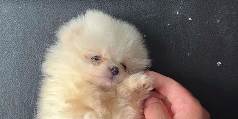 三个月大狗狗的成长特征与日常照顾指南 三个月大狗狗的成长特征与日常照顾指南