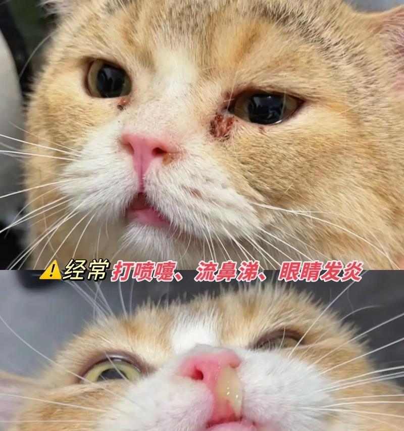 猫咪流泪的常见原因及应对方法