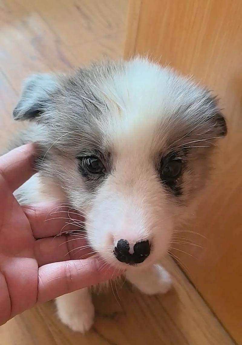 三个月大狗狗的成长特征与日常照顾指南 三个月大狗狗的成长特征与日常照顾指南