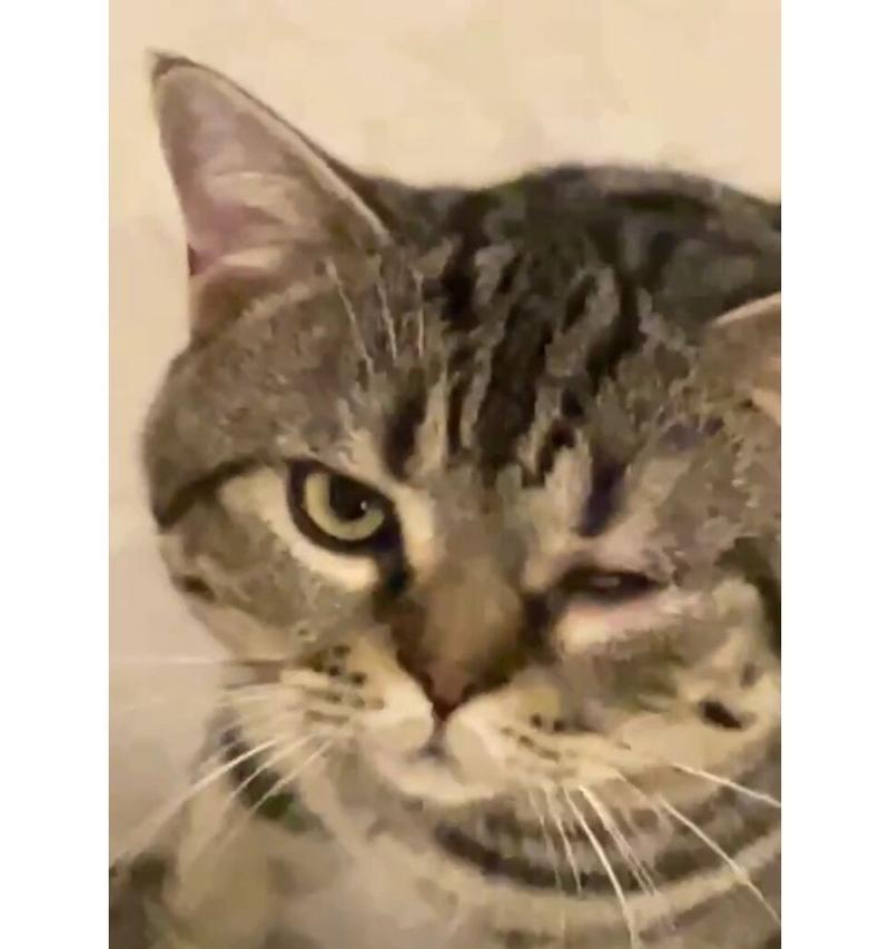 猫咪流泪的常见原因及应对方法