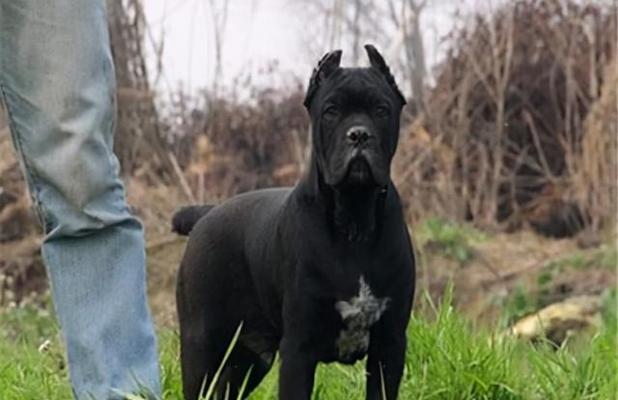 卡斯罗可以和哪些狗狗一起养?适合的伴侣犬推荐 卡斯罗可以和哪些狗狗一起养?适合的伴侣犬推荐