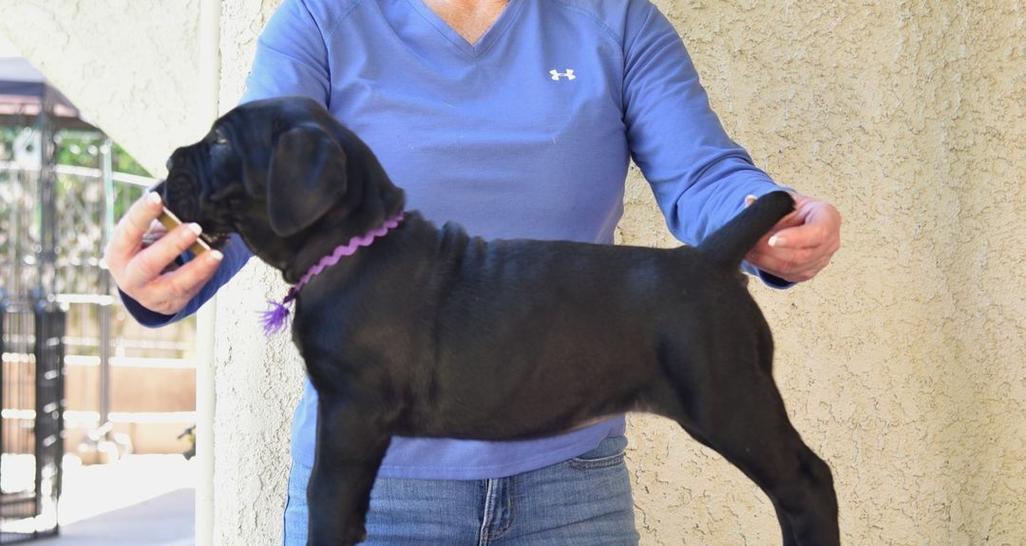 卡斯罗可以和哪些狗狗一起养?适合的伴侣犬推荐 卡斯罗可以和哪些狗狗一起养?适合的伴侣犬推荐