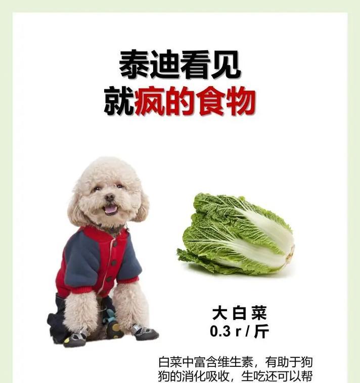 两个月大比熊的科学喂养指南与饮食建议 两个月大比熊的科学喂养指南与饮食建议