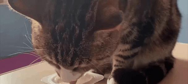 揭秘小猫最爱食物及营养需求 揭秘小猫最爱食物及营养需求