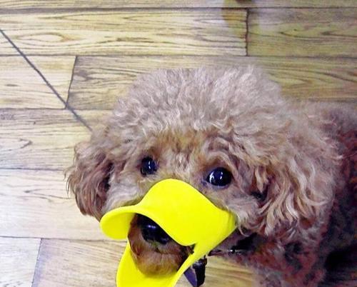 爱咬东西的狗如何科学训练与纠正 爱咬东西的狗如何科学训练与纠正