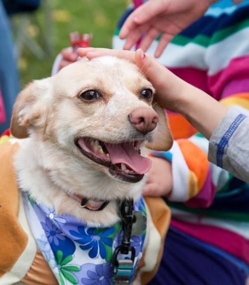 爱咬东西的狗如何科学训练与纠正 爱咬东西的狗如何科学训练与纠正