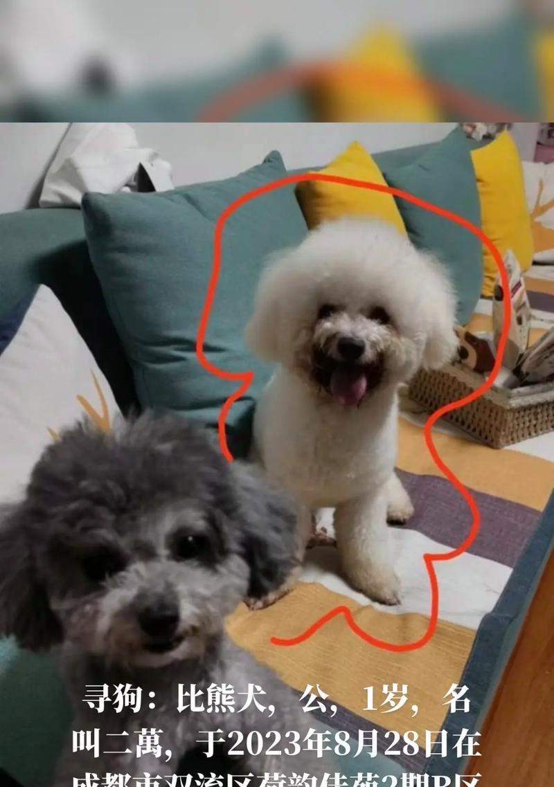 给你的以公比熊取个独特又好听的名字 给你的以公比熊取个独特又好听的名字