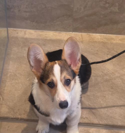 小柯基耳朵的多样魅力与健康守护 小柯基耳朵的多样魅力与健康守护