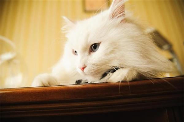 猫咪不喜欢被摸的部位有哪些? 猫咪不喜欢被摸的部位有哪些?