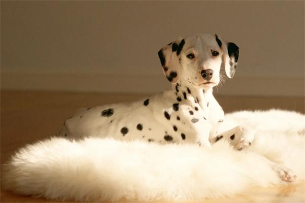 狗狗咬纸巾怎么办？科学方法纠正不良习惯