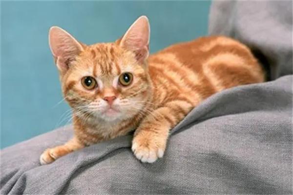 猫咪为何喜欢闻主人嘴巴？揭秘背后的几种原因