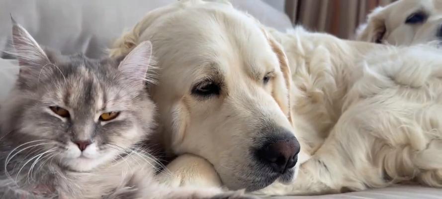 金毛犬怀孕期时长及护理要点解析 金毛犬怀孕期时长及护理要点解析