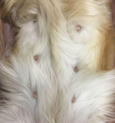 金毛犬怀孕期时长及护理要点解析 金毛犬怀孕期时长及护理要点解析