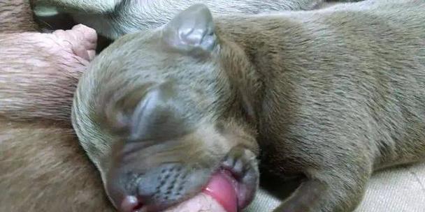 狗狗睁眼后断奶时间与注意事项全解析