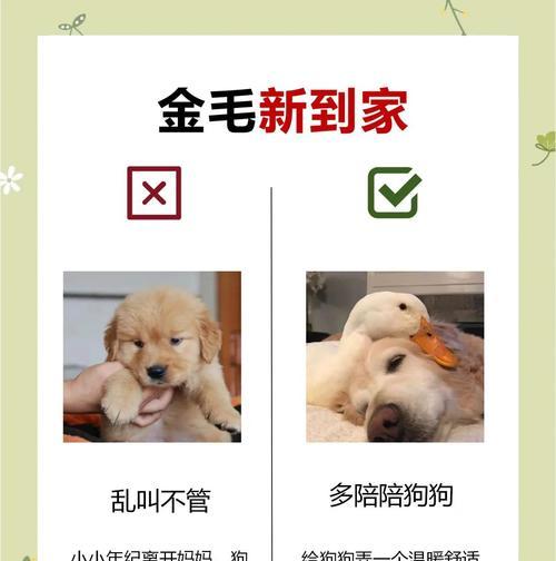 金毛犬怀孕期时长及护理要点解析 金毛犬怀孕期时长及护理要点解析