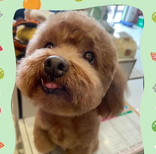 泰迪犬生产后洗澡注意事项与最佳时机