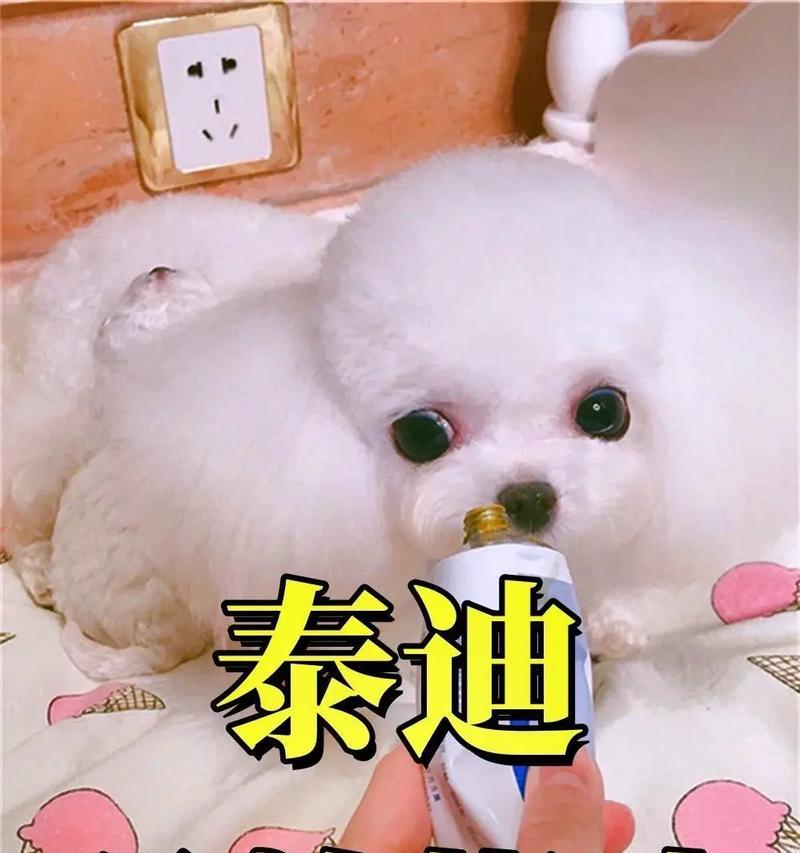 泰迪犬生产后洗澡注意事项与最佳时机