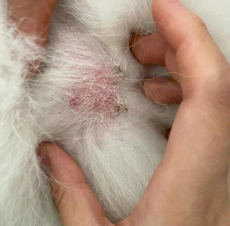 狗狗常见皮肤病类型与科学预防方法 狗狗常见皮肤病类型与科学预防方法