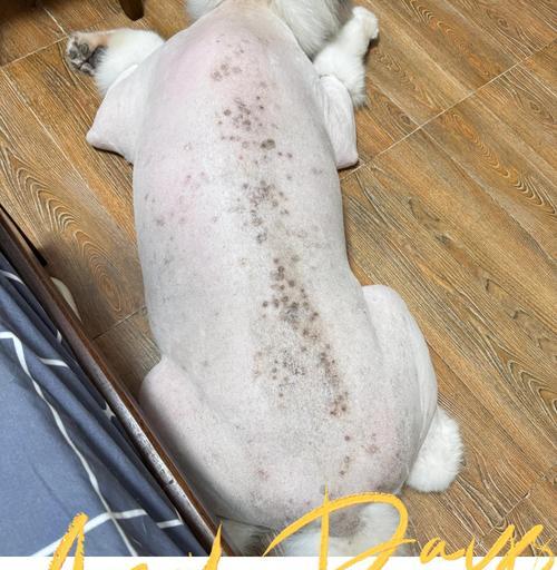 狗狗常见皮肤病类型与科学预防方法 狗狗常见皮肤病类型与科学预防方法