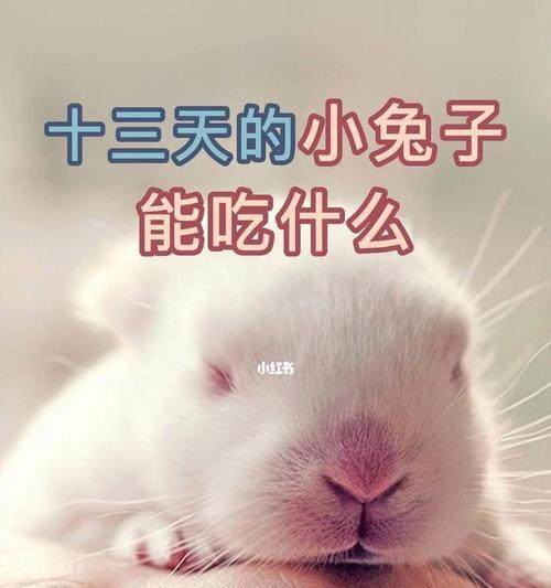 兔子饲养周期与销售策略全解析