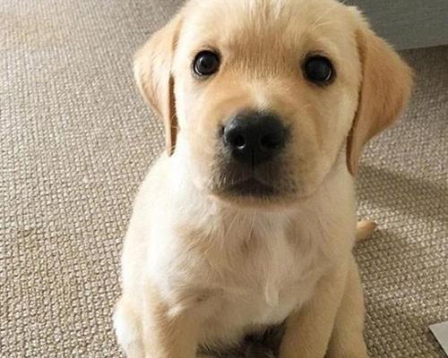 山东正规犬舍标准解析,打造宠物优质生活环境 山东正规犬舍标准解析,打造宠物优质生活环境