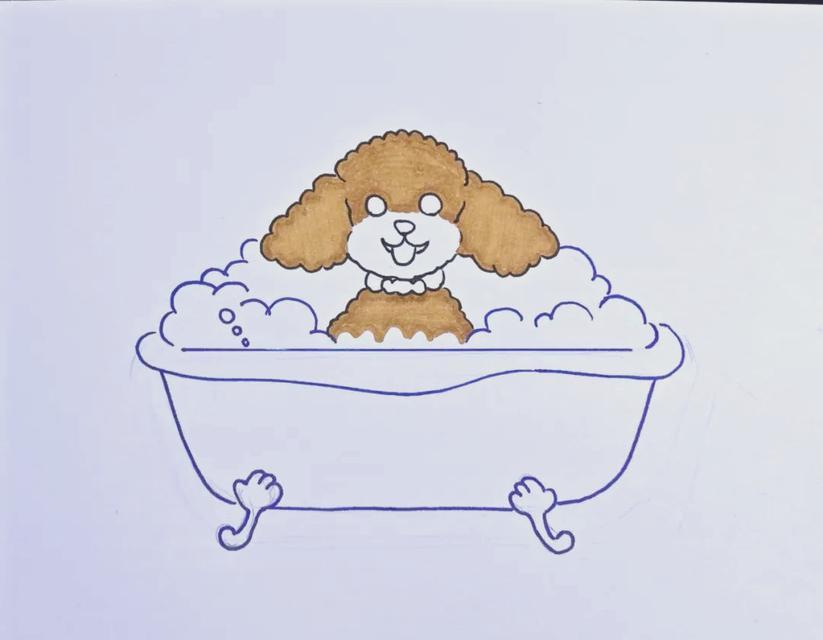 泰迪犬生产后洗澡注意事项与最佳时机