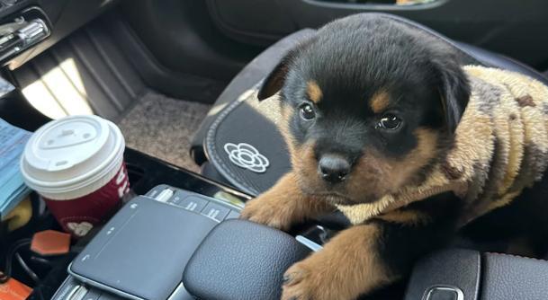 山东正规犬舍标准解析,打造宠物优质生活环境 山东正规犬舍标准解析,打造宠物优质生活环境