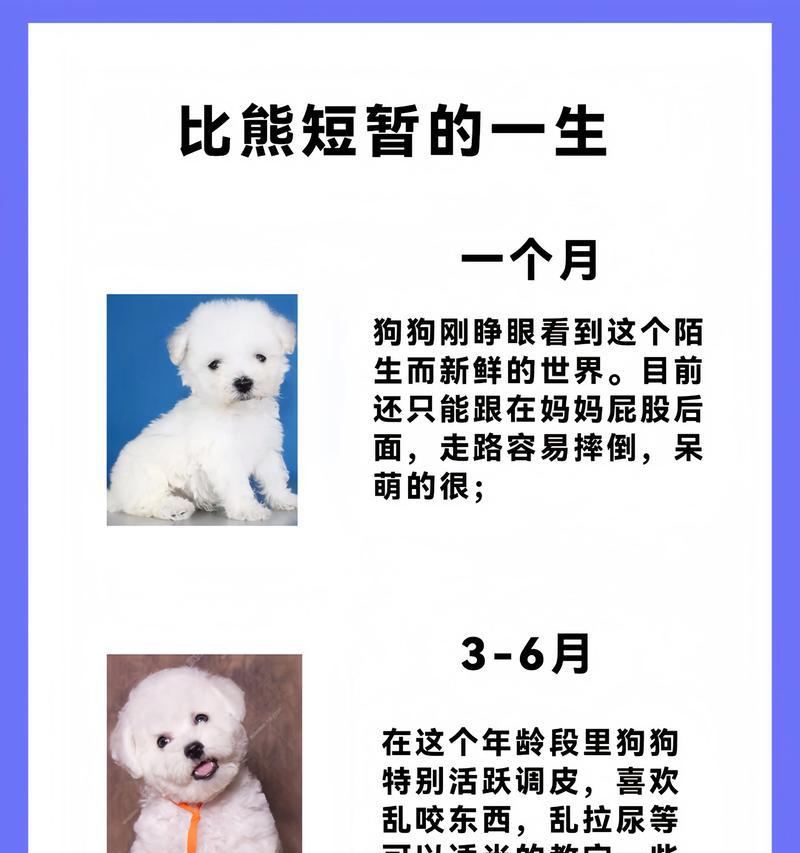 比熊犬各阶段饮食需求指南,科学喂养更健康 比熊犬各阶段饮食需求指南,科学喂养更健康