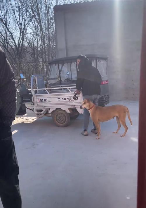 山东正规犬舍标准解析,打造宠物优质生活环境 山东正规犬舍标准解析,打造宠物优质生活环境