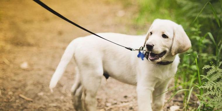 好养又可爱的短毛狗品种推荐，适合忙碌家庭