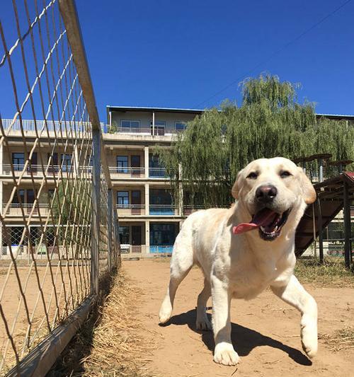 好养又可爱的短毛狗品种推荐，适合忙碌家庭