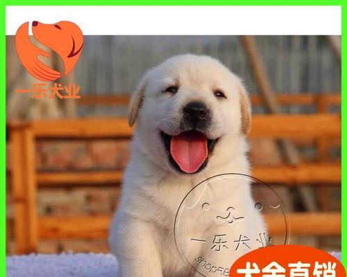 好养又可爱的短毛狗品种推荐，适合忙碌家庭