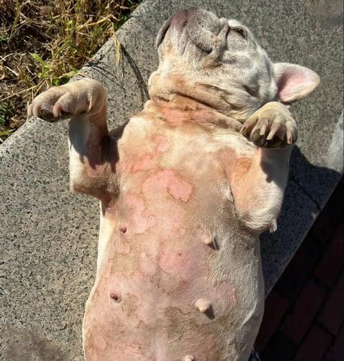 狗狗常见皮肤病类型与科学预防方法 狗狗常见皮肤病类型与科学预防方法