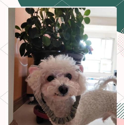 比熊犬各阶段饮食需求指南,科学喂养更健康 比熊犬各阶段饮食需求指南,科学喂养更健康