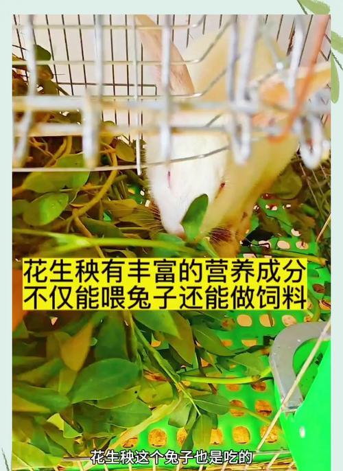 兔子饲养周期与销售策略全解析