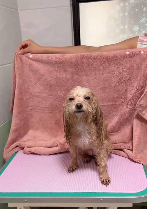 幼犬如何科学使用空调？