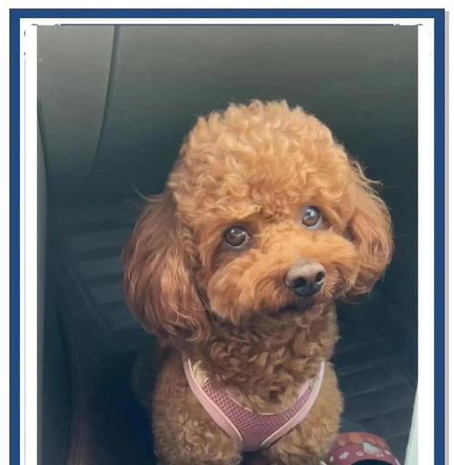 泰迪不能吃的水果有哪些？守护宠物健康指南